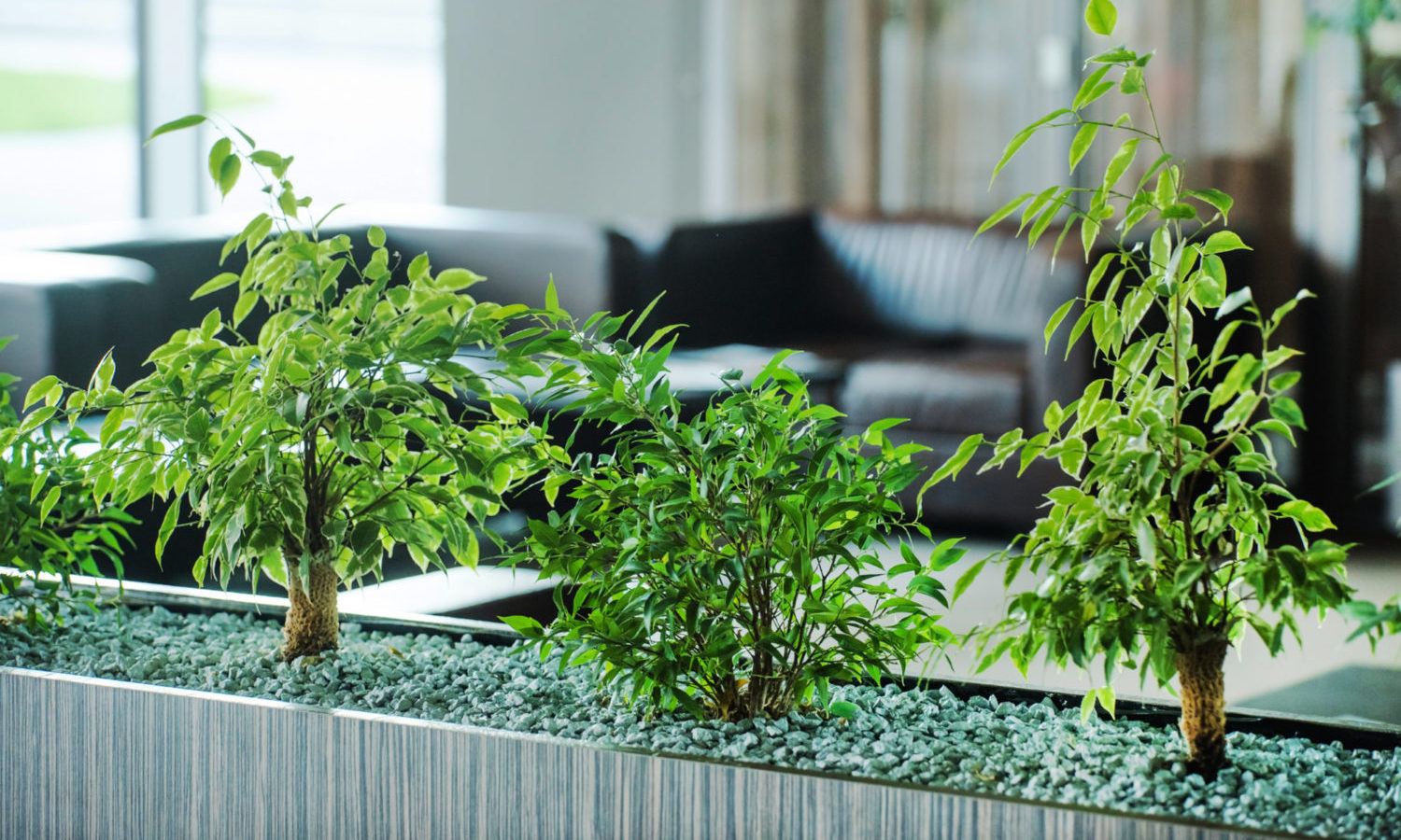 貸し植木（貸し鉢）のオフィス・店舗・個人宅別おすすめ植物と利用の流れをご紹介